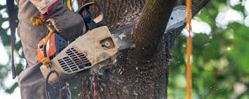 Best Fruit Tree Pruning  in Gunnison, UT