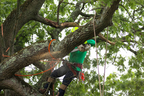 Leaf Removal in Gunnison, UT