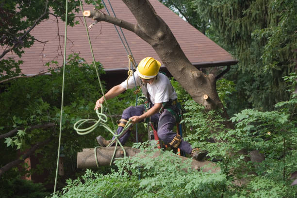 Best Leaf Removal  in Gunnison, UT