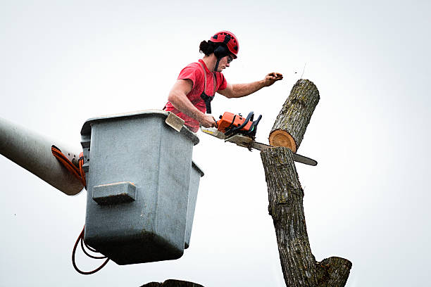 Reliable Gunnison, UT Tree Care Solutions