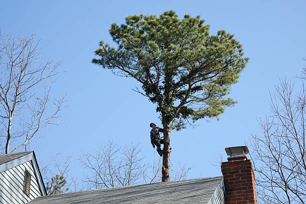 Best Emergency Tree Removal  in Gunnison, UT