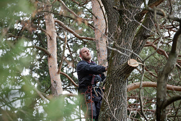 Best Tree Disease Treatment  in Gunnison, UT