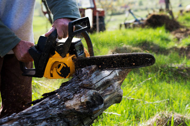 Best Fruit Tree Pruning  in Gunnison, UT