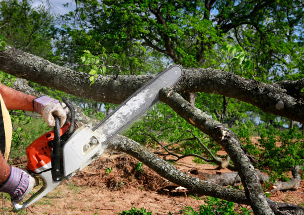 Best Firewood Processing and Delivery  in Gunnison, UT